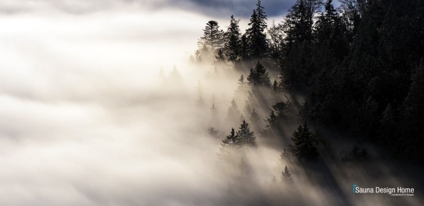Sauna and The true power of cedar